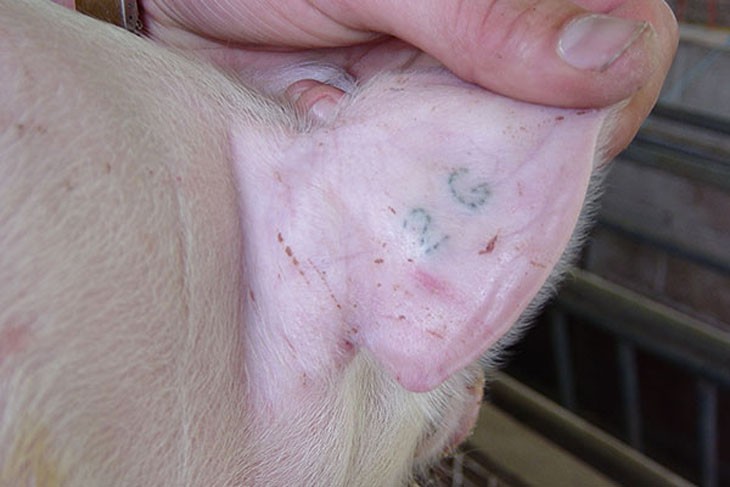 pig ear tattoo