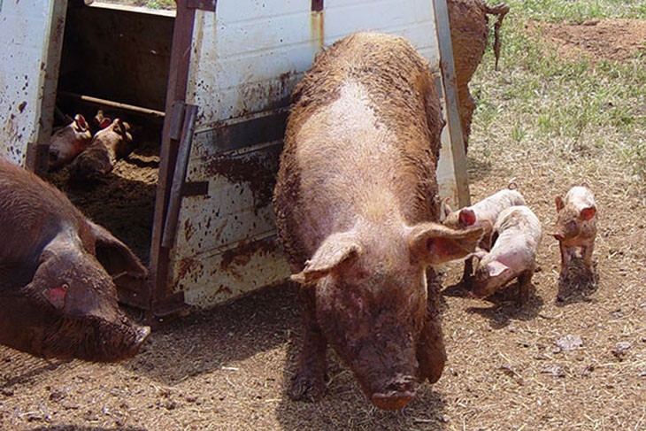 pigs coated in mud