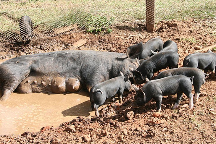 sow in a puddle with her piglets