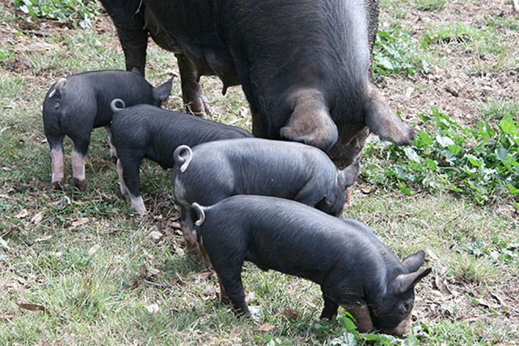 mother and piglets feeding on grass