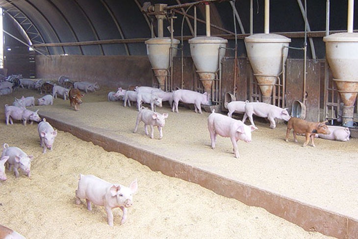 pigs in a shed, walking past automatic feeders