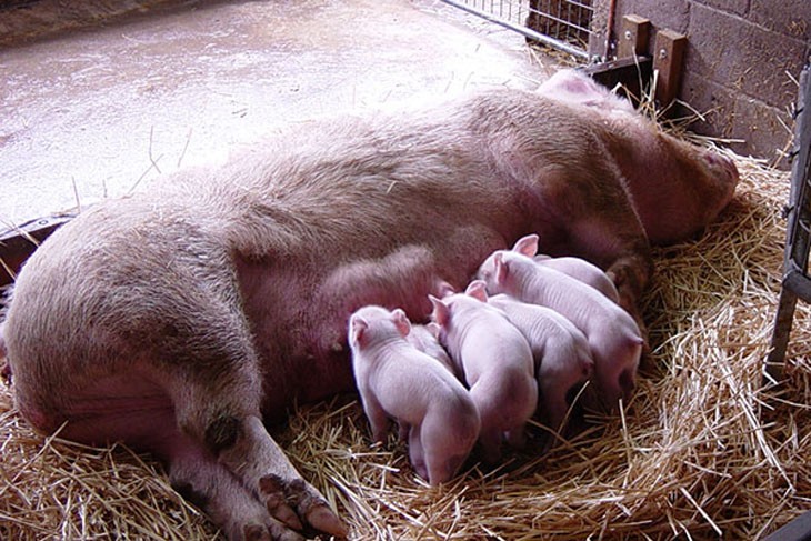 mother feeding piglets