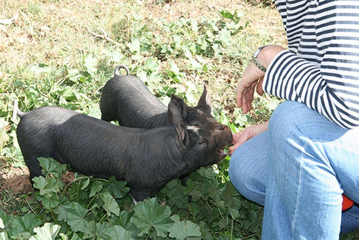 piglets being hand fed