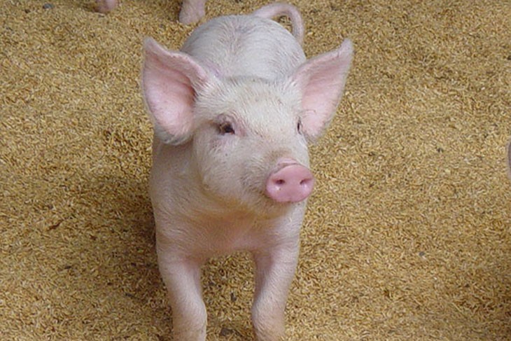 young pig showing head features