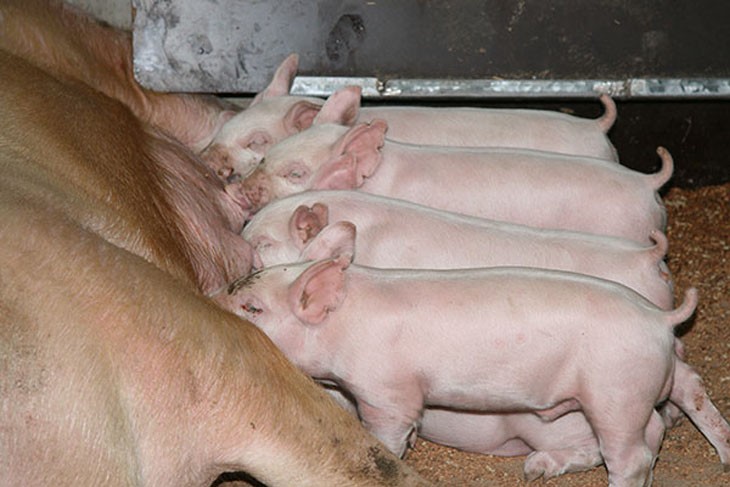 piglets feeding from mother