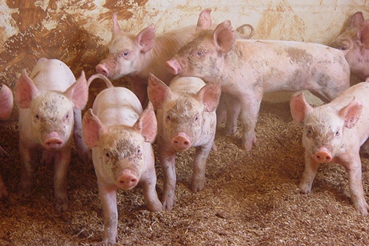 several piglets in a pen