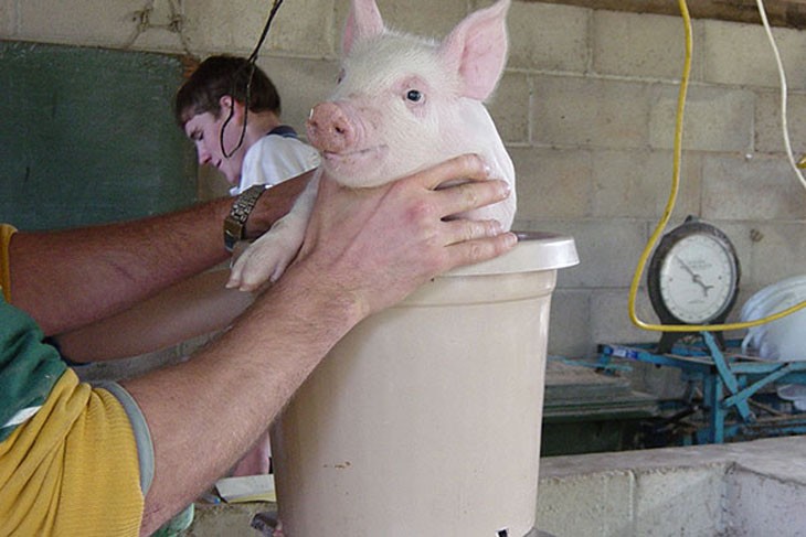 placing a piglet into a bucket