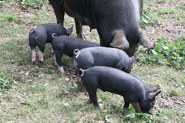 piglets foraging on the ground