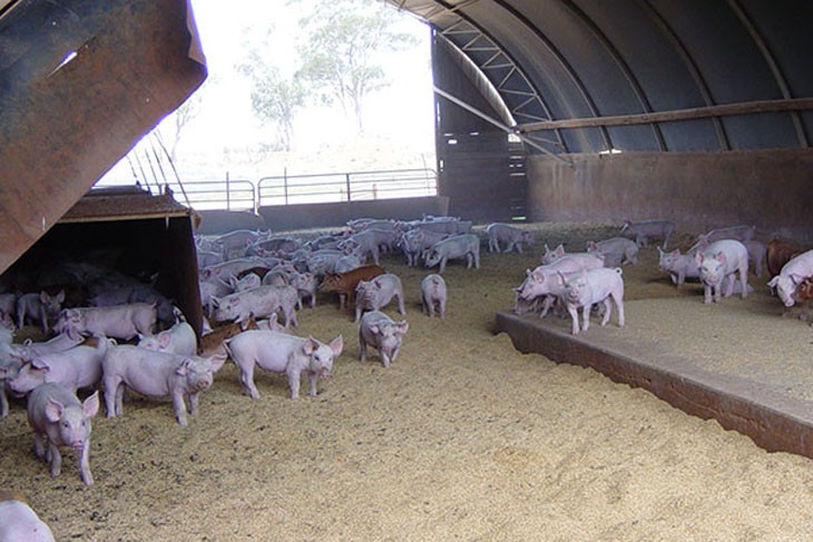 pigs with large ears inside a shed