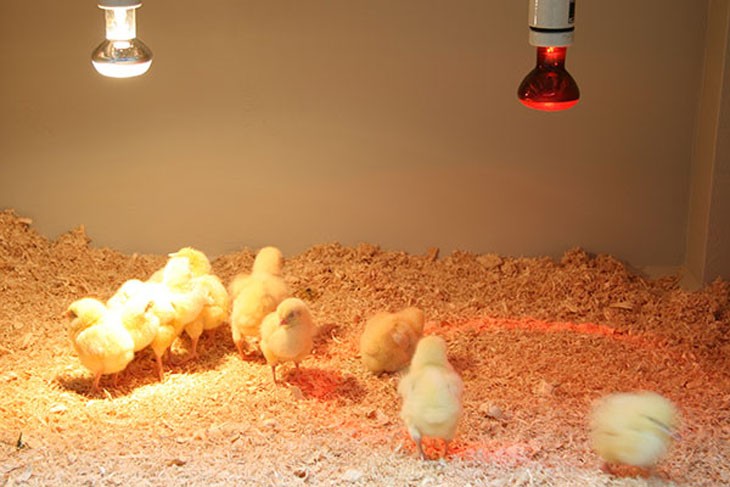 baby chickens under heating lights