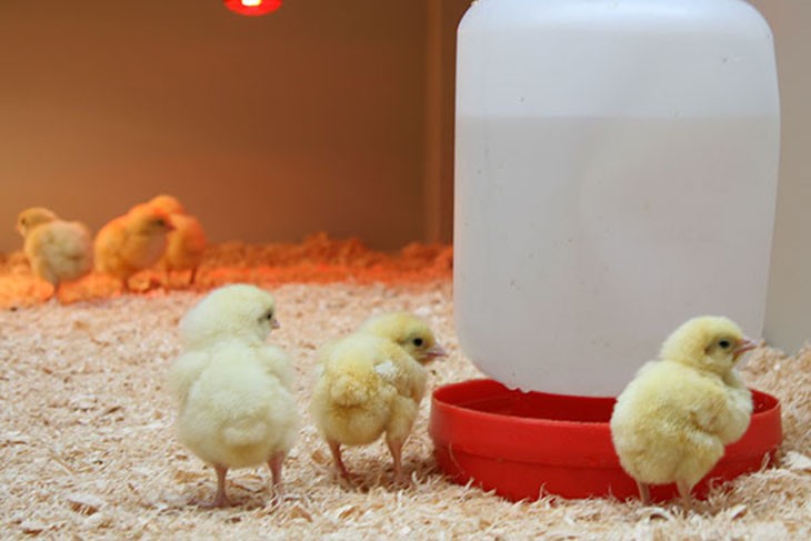 baby chickens near a water dispenser