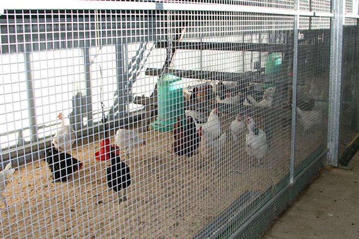 birds in an indoor enclosure