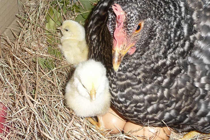 hen sitting on eggs with two baby chickens close