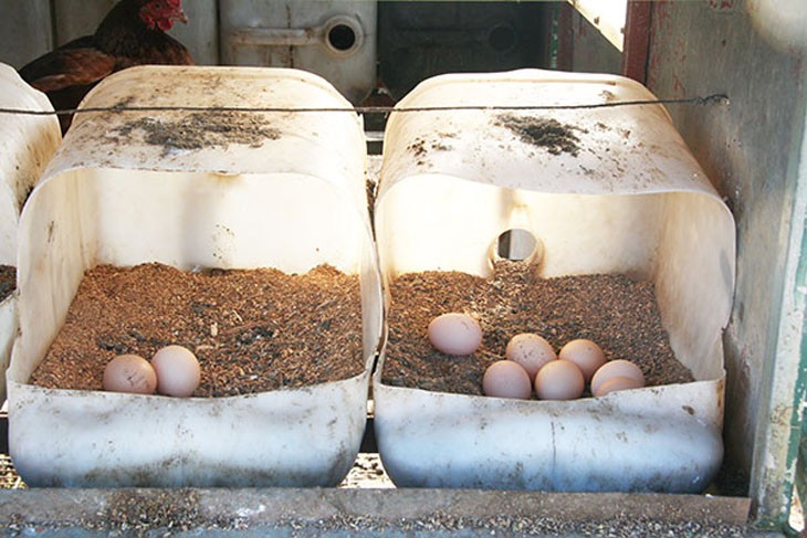 2 plastic nesting boxes containing eggs