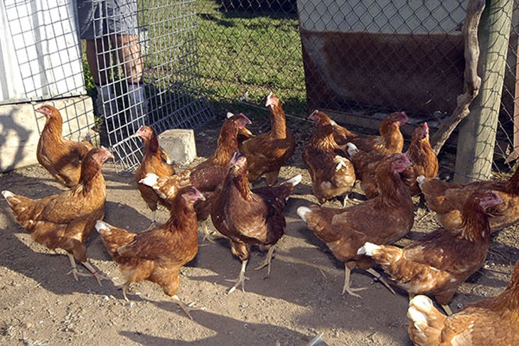 many fowls together in a pen
