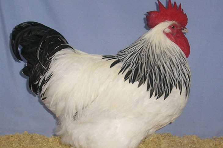 Sussex breed of rooster