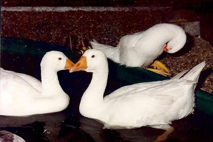 Poultry – ducks and geese