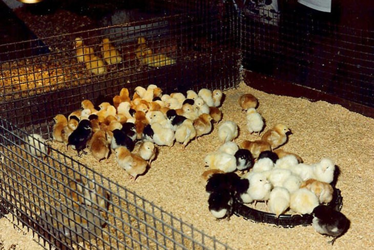 chickens feeding in a pen