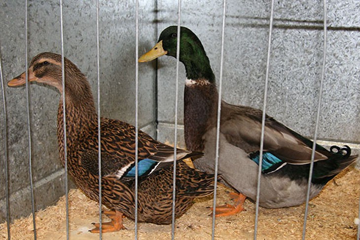two ducks in a cage