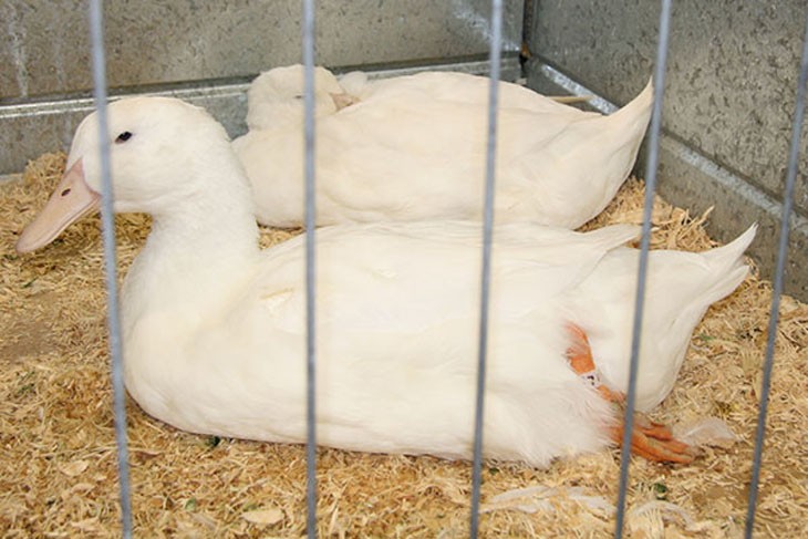 two ducks in a cage
