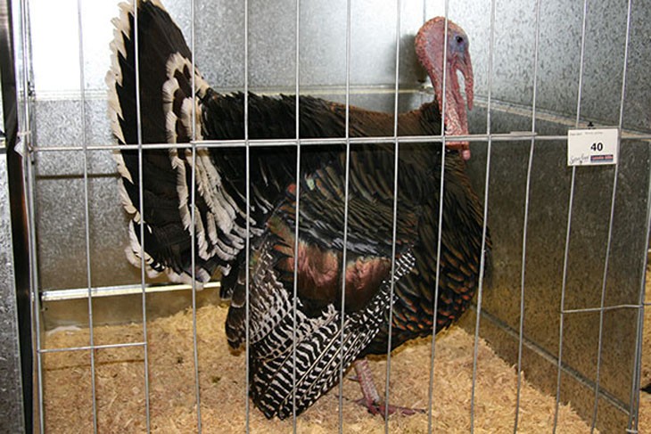 turkey in a cage