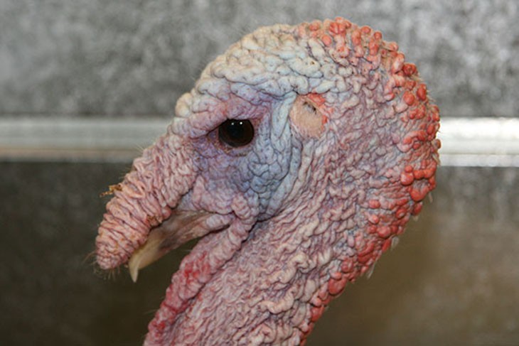 side on view of a turkey head