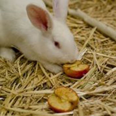 rabbit eating a cut apple