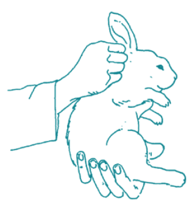 sketch of a rabbit being handled