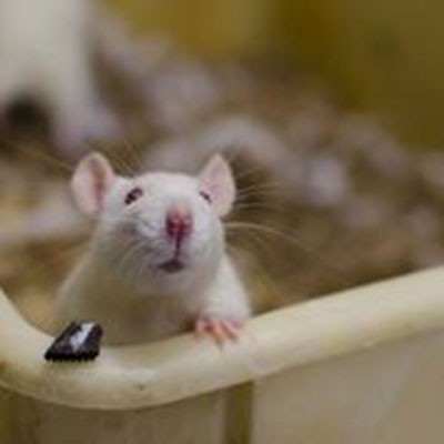 rat climbing out of a tray