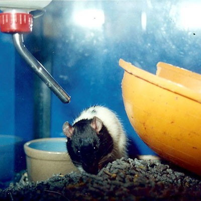rat near a bottle feeder