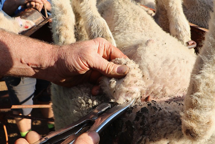 lamb being castrated