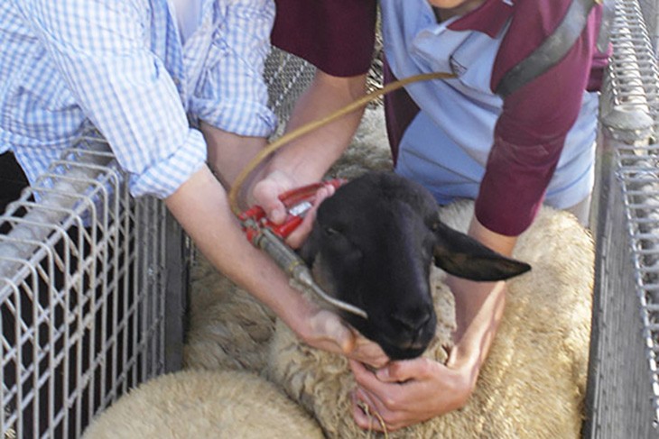 students giving an oral drench to a sheep