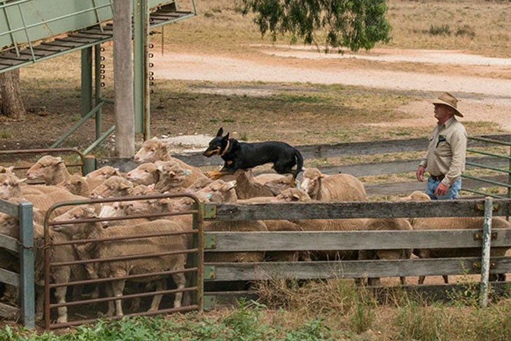 farmer controlling a dog running on sheeps backs
