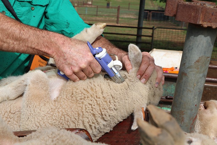 sheep being injected with a vaccine
