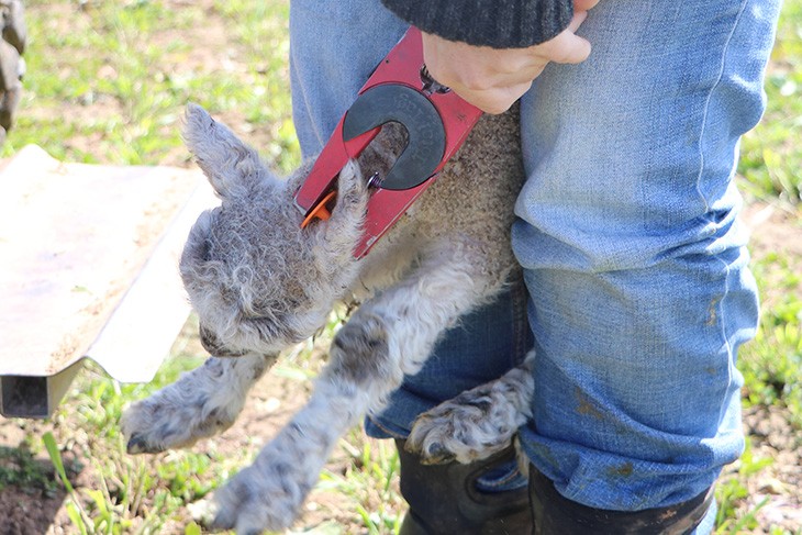 lamb having an ear tag applied