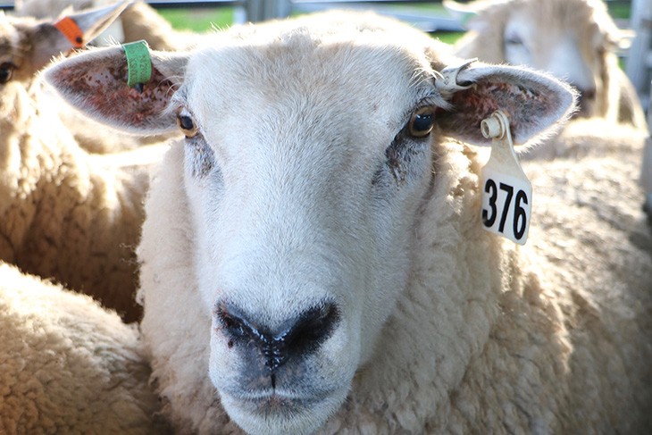 sheep head showing ear tags