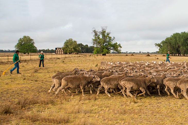 handlers controlling a flock of sheep
