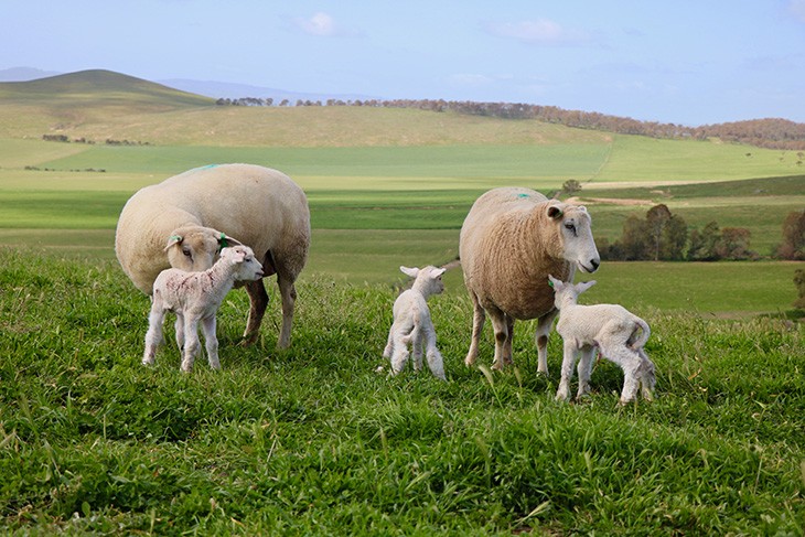 two sheep with their newborn lambs close by