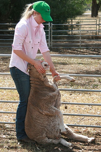 person holding a sheep by the muzzle after throwing it onto its rump