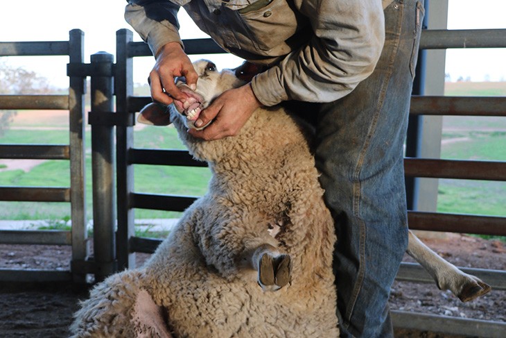 a person checking a sheeps teeth