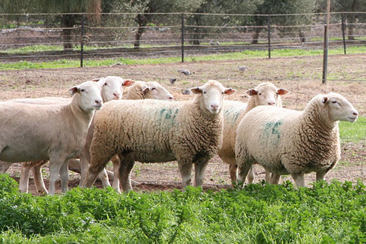 flock of hornless sheep