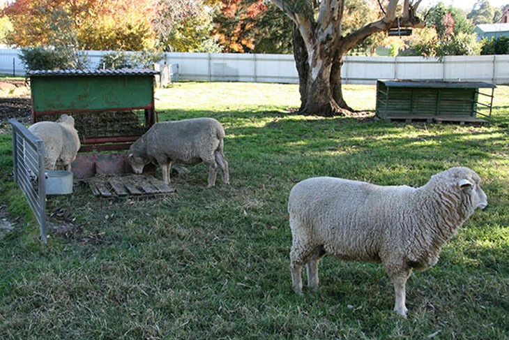 sheep in a shady area