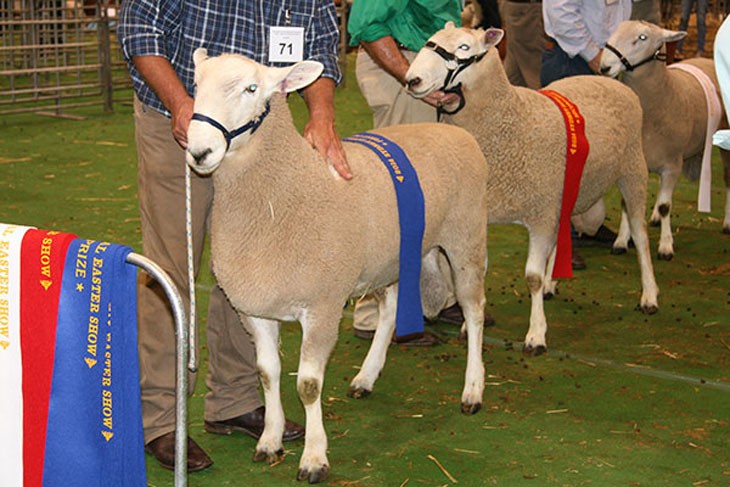 sheep with prize ribbons on them