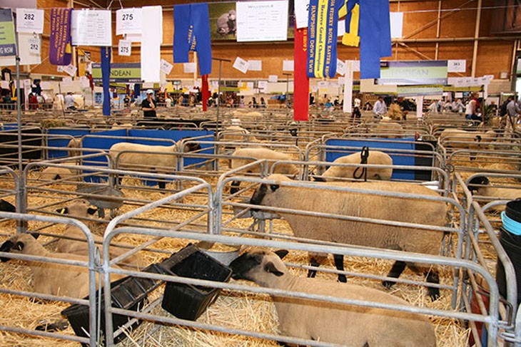 sheep in indoor pens at a show