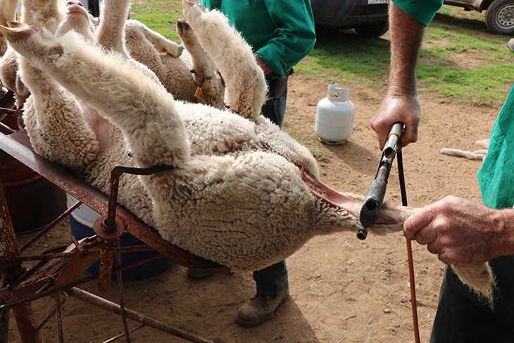 lamb having its tail removed