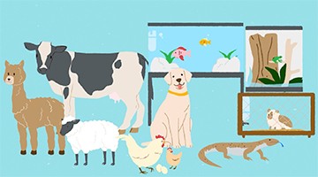 Animals in schools – compliance information for principals