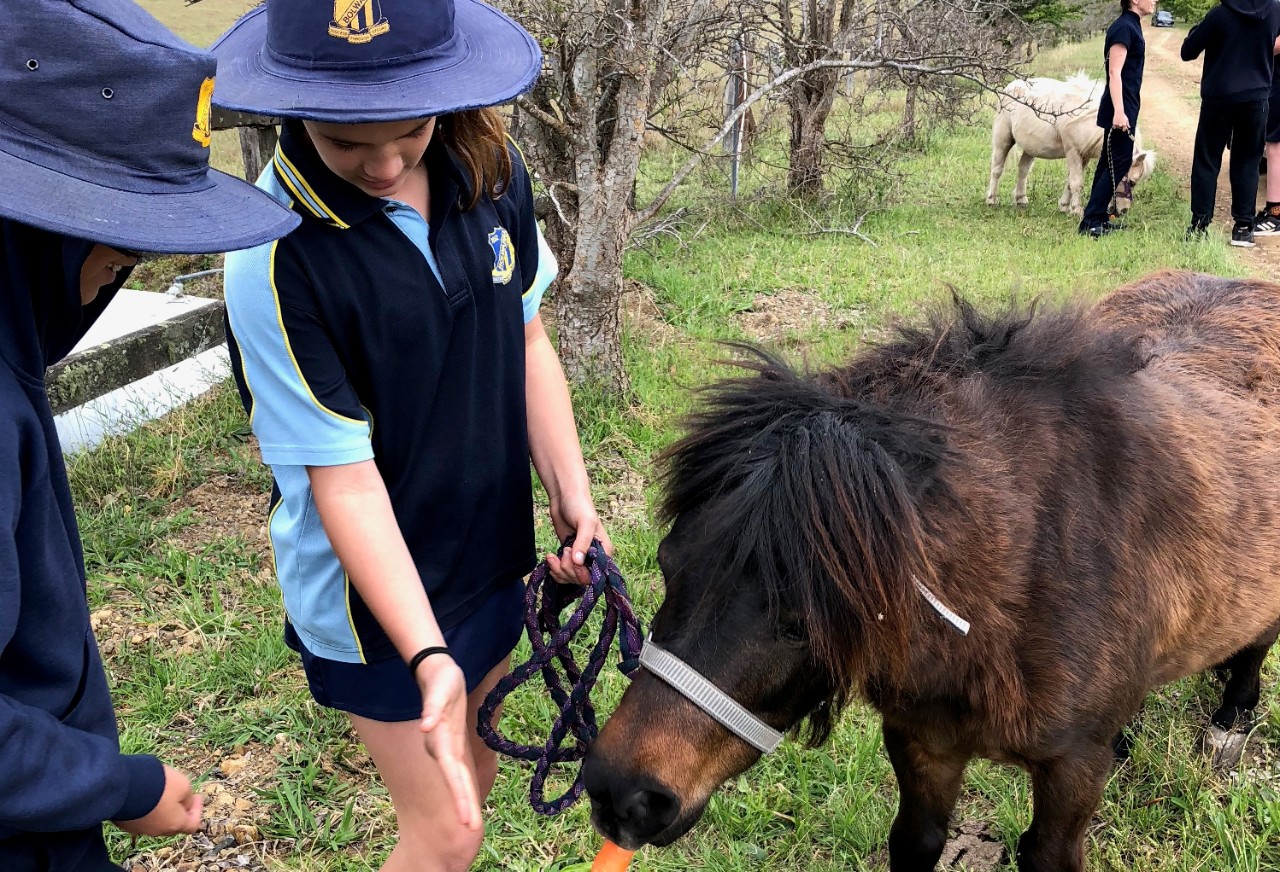 Two children in school uniforms feed a carrot to a pony